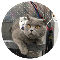 Cat Grooming Near Me | Mobile Cat Groomers Near Me